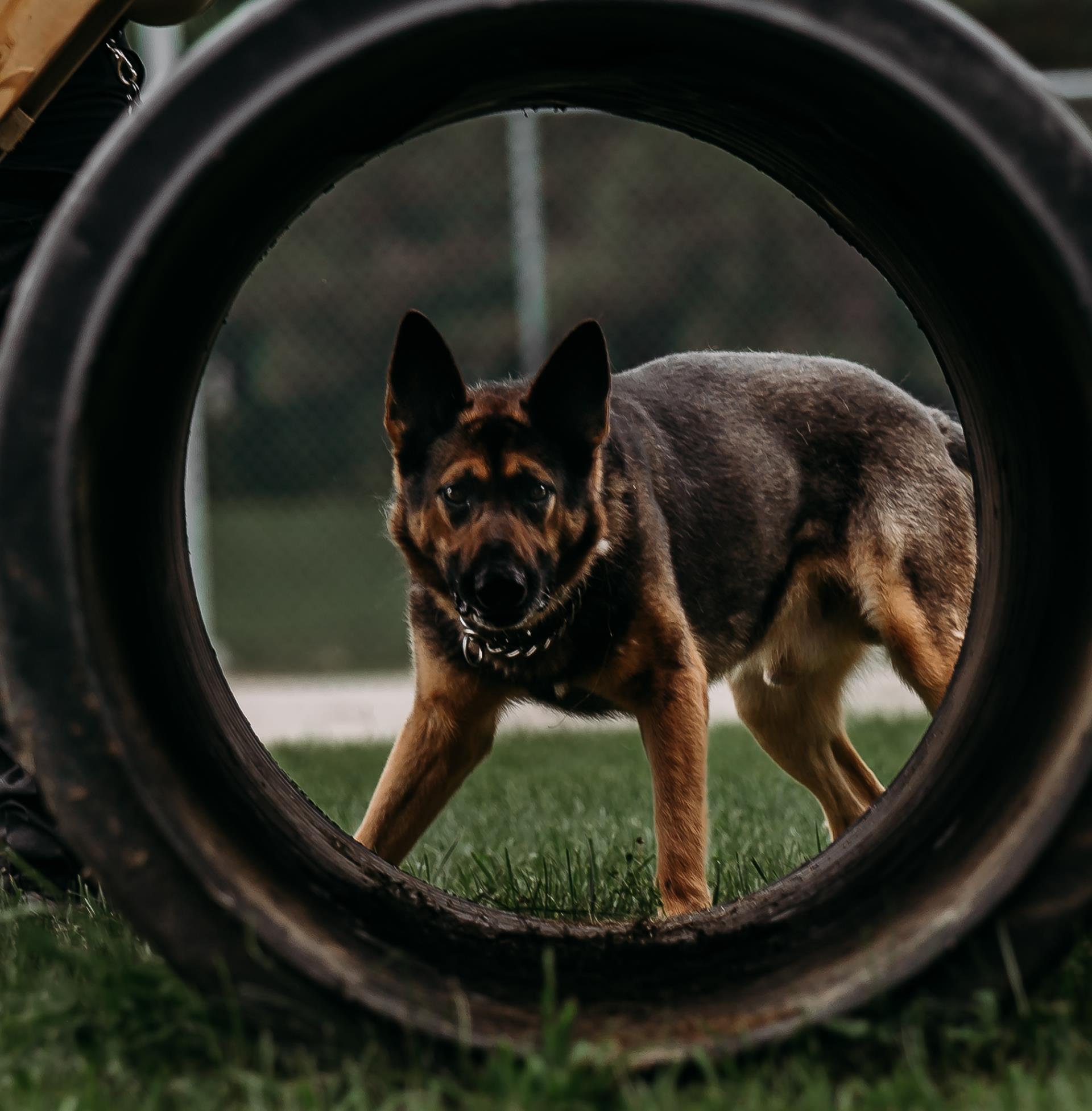 Agility course training with Edo