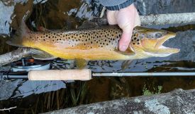 Silver Creek Trout in creek